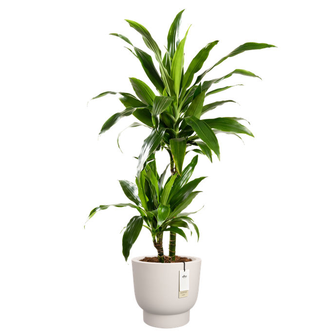 amber grail 40cm linnen wit